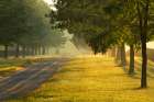 Roadway and fences on horse farm at sunrise on foggy morning, Oldham County, Kentucky Art Print